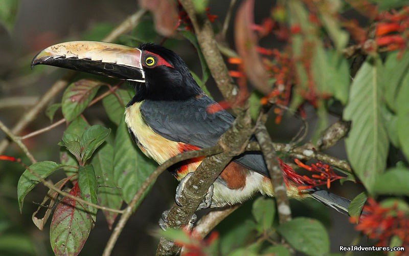 Toucan In Costa Rica | Crocodiles On The Tarcoles River With Bill Beard's | Image #5/10 | 