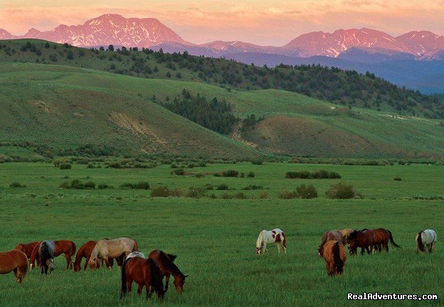 Summer Horses | C Lazy U Ranch... Colorado's Premier Guest Ranch | Image #2/23 | 