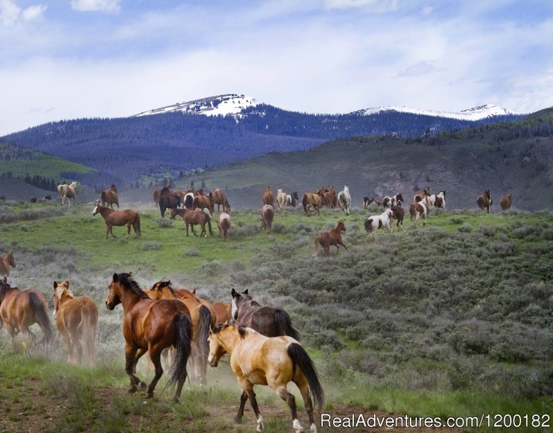 Horses Jingle out to the Pasture | C Lazy U Ranch... Colorado's Premier Guest Ranch | Image #22/23 | 