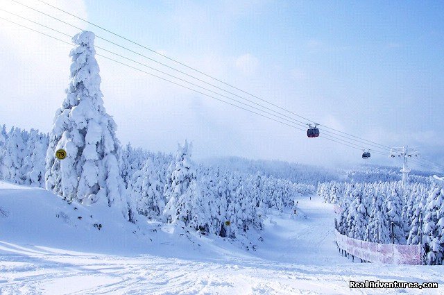 Shiga Kogen ski field | Hakuba Powder Tours - Japanese Skiing at its Best | Image #12/23 | 