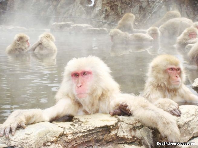 Japanese snow monkeys near Shiga | Hakuba Powder Tours - Japanese Skiing at its Best | Image #14/23 | 