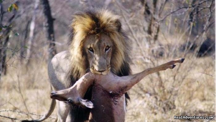 Male Lion Hunting | Welcome to East Africa - Land of  Beauty: | Image #5/26 | 