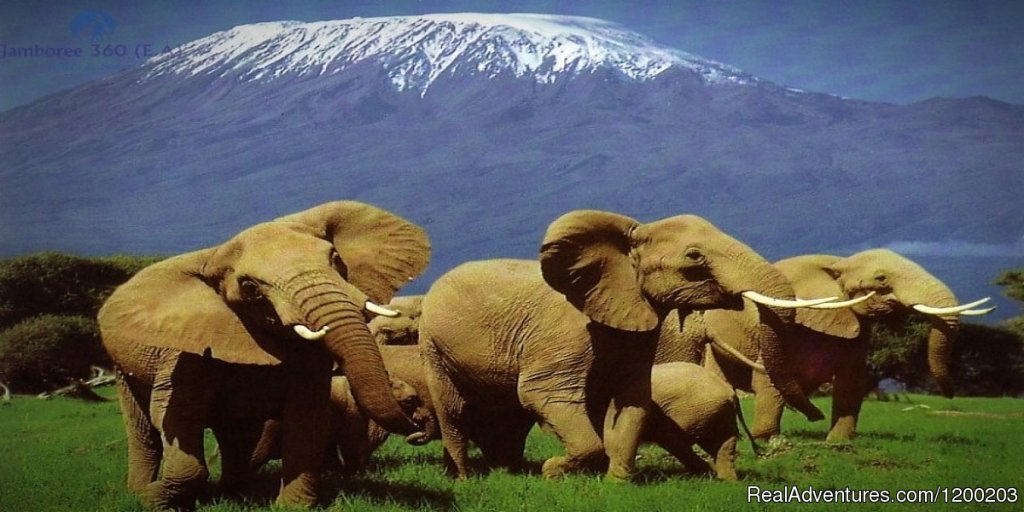 Amboseli National Park | Welcome to East Africa - Land of  Beauty: | Image #4/26 | 