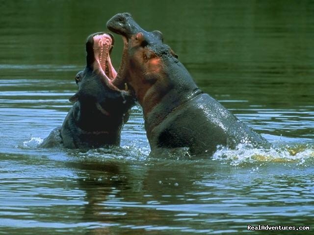 Hippopotamus | Welcome to East Africa - Land of  Beauty: | Image #9/26 | 