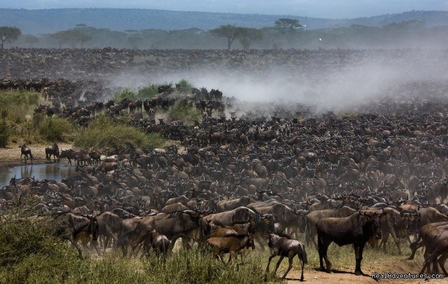 Wildebeest Migration taking place in Masai Mara 2017 | Welcome to East Africa - Land of  Beauty: | Image #11/26 | 