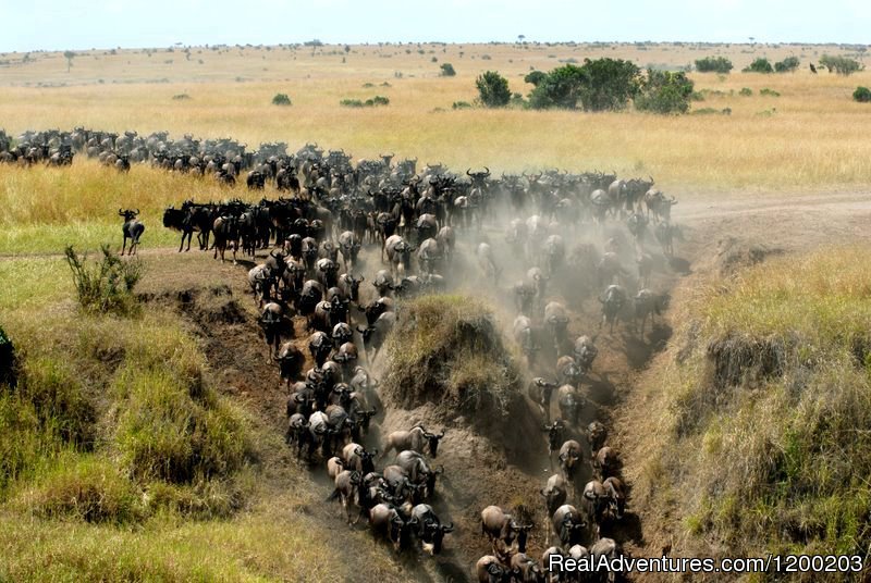 Wilbeest Migration in Masai mara 2017 | Welcome to East Africa - Land of  Beauty: | Image #12/26 | 