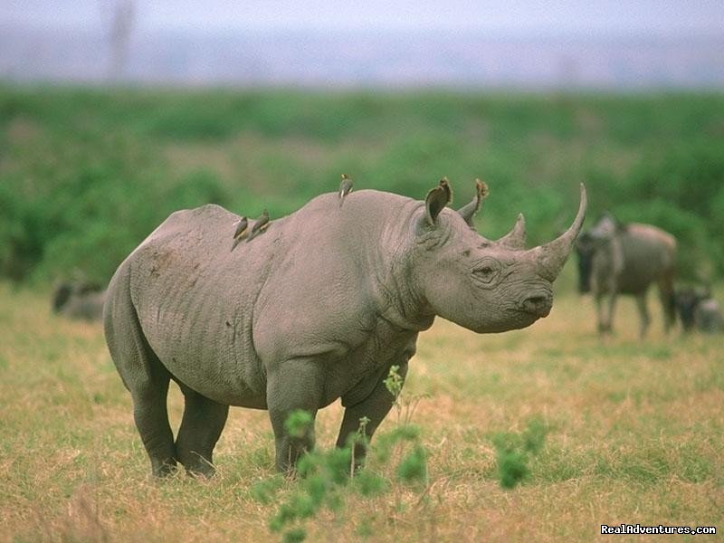 Black Rhino | Welcome to East Africa - Land of  Beauty: | Image #17/26 | 