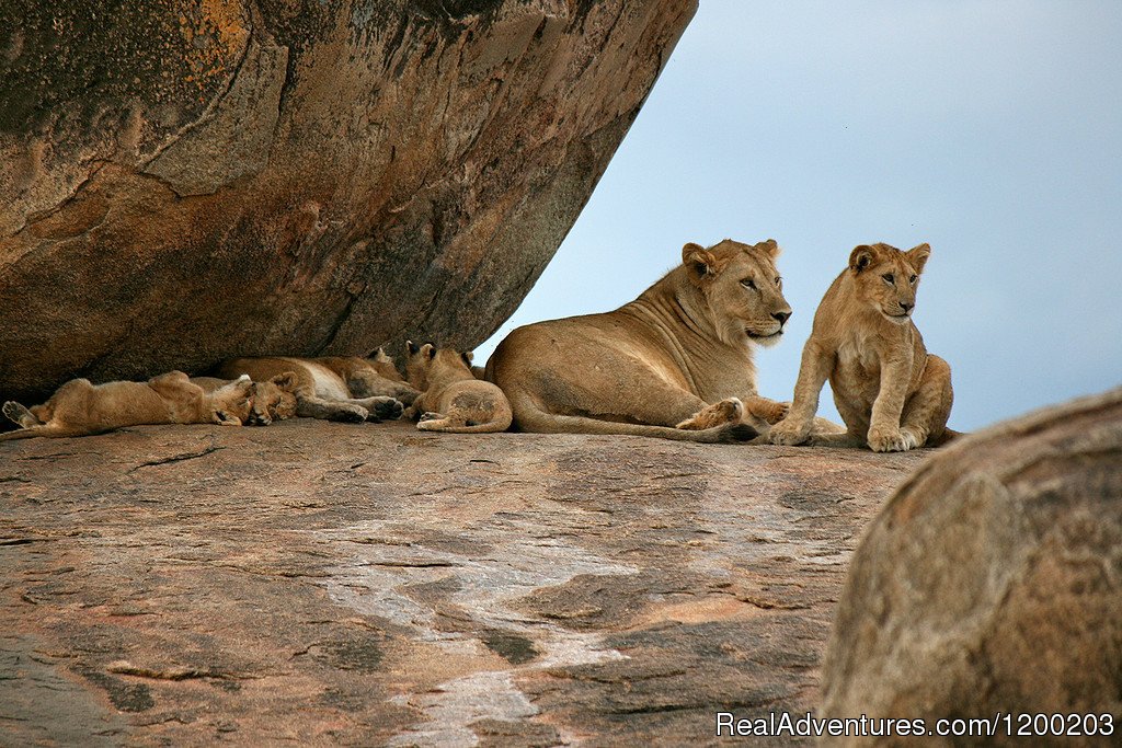 Lions With Cabs In Samburu Reserve Park | Welcome to East Africa - Land of  Beauty: | Image #18/26 | 