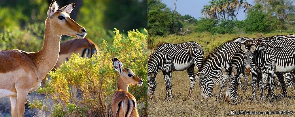 Impalas And Grevy Zebras Found In Samburu Park | Welcome to East Africa - Land of  Beauty: | Image #19/26 | 