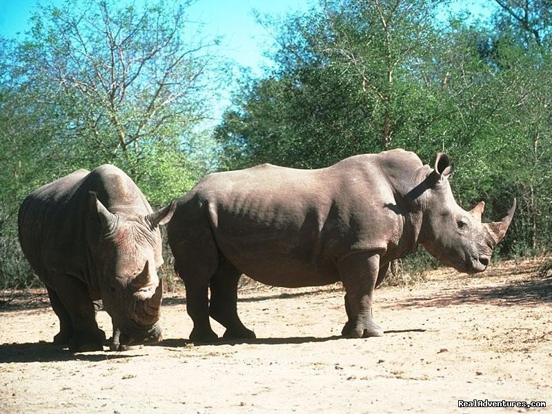 white Rhinocerous | Welcome to East Africa - Land of  Beauty: | Image #20/26 | 