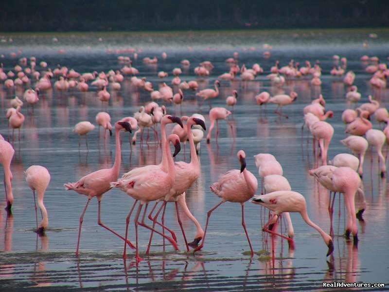 Flamingoes in Lake Nakuru National park | Welcome to East Africa - Land of  Beauty: | Image #21/26 | 