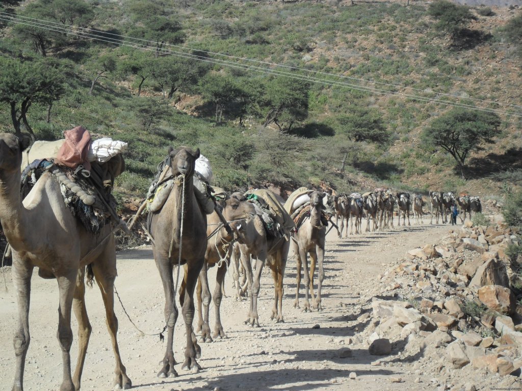 Tour and Travel to Ethiopia | Image #11/12 | 