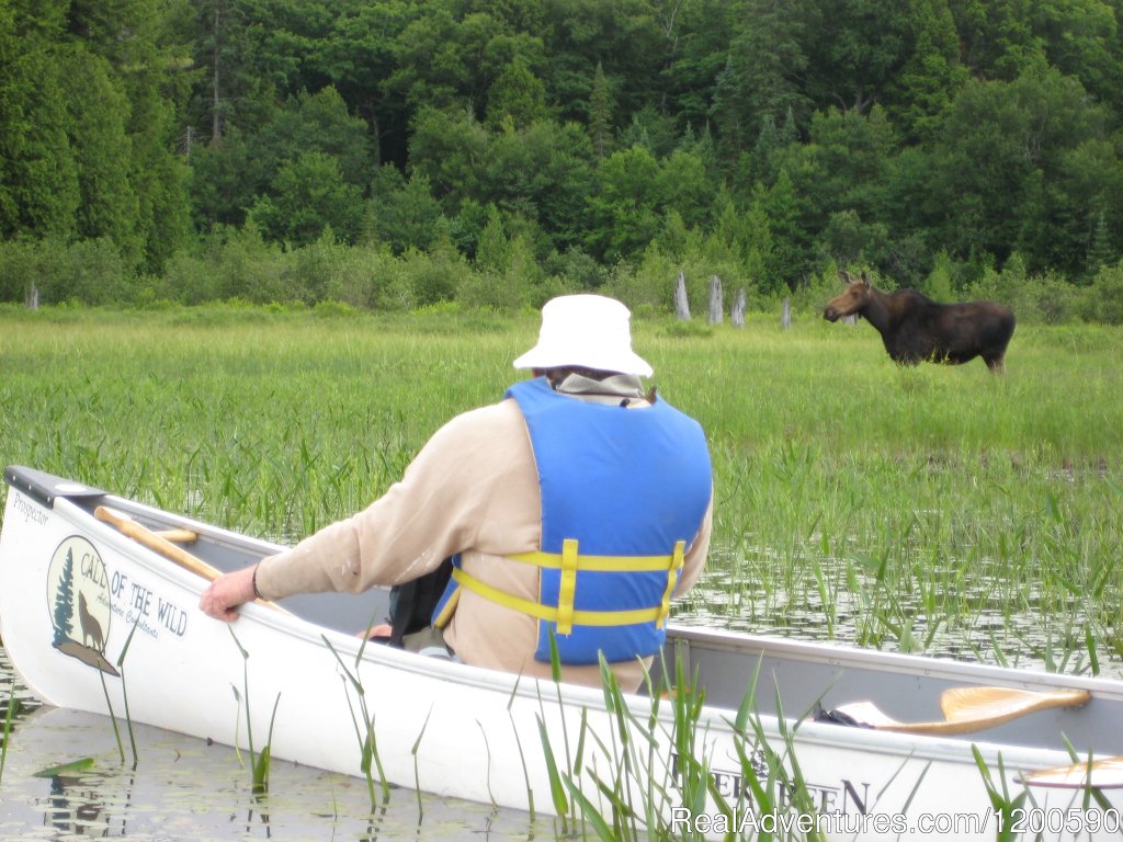 Watch moose graze from the comfort of your canoe | Wilderness canoe trips in Algonquin Park | Image #5/8 | 