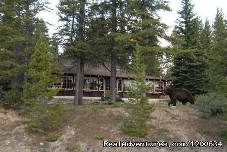 Our 'other' Guests | Storm Mountain Lodge and Cabins | Image #10/10 | 