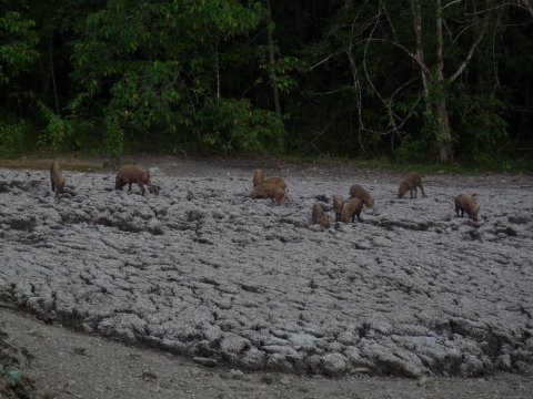 Bearded pigs at the mud volcano