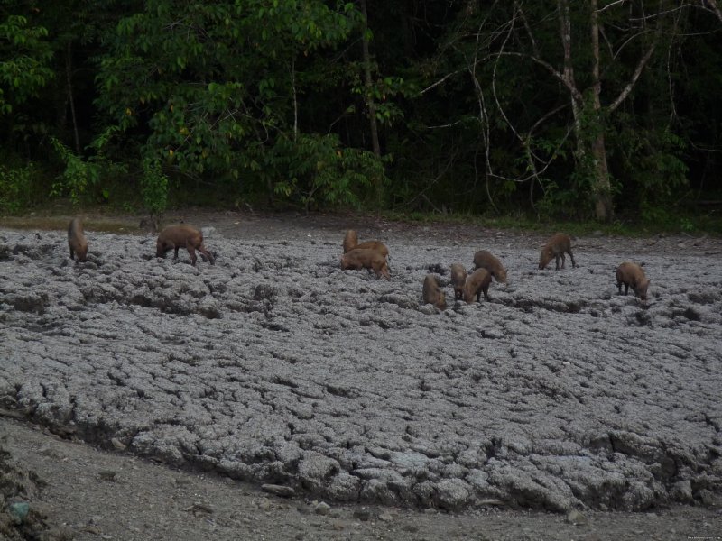 Bearded pigs at the mud volcano | Tabin Wildlife Reserve Safari | Image #3/9 | 