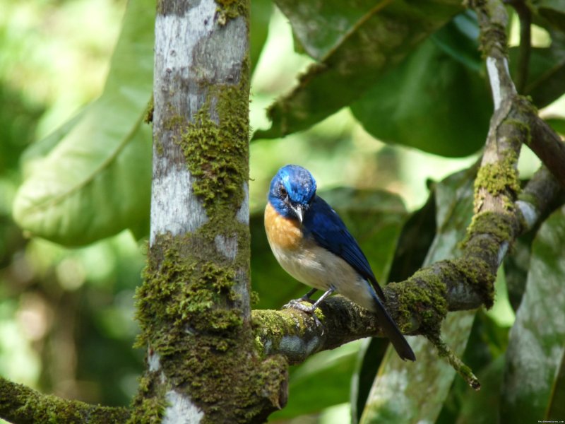 Borneo Blue Fly Catcher | Tabin Wildlife Reserve Safari | Image #8/9 | 