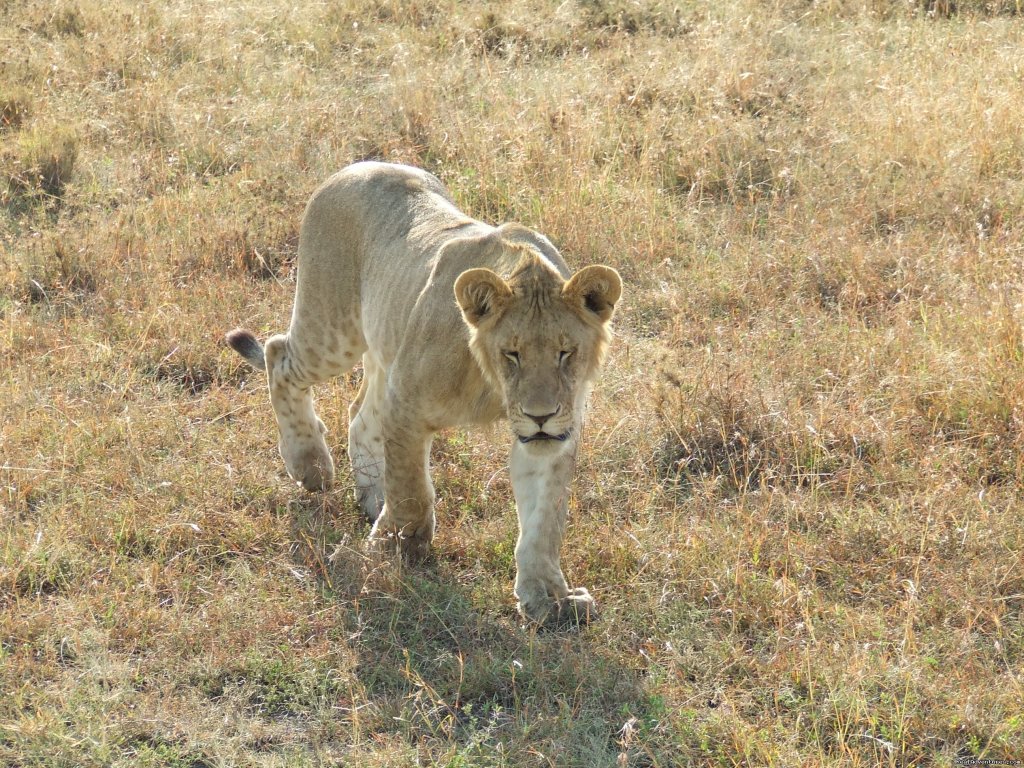 African Safari & Site seeing | Image #15/19 | 