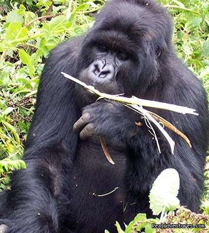 Gorilla Tracking | Lets Go Travel  - Great deals on Adventure | Kampala, Uganda | Wildlife & Safari Tours | Image #1/7 | 