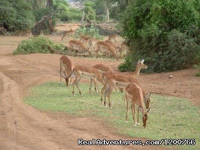 Masai Mara special | Mombasa, Kenya | Wildlife & Safari Tours | Image #1/1 | 