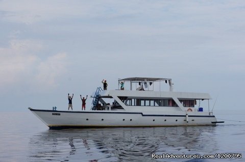 Dolphin safari Boat .