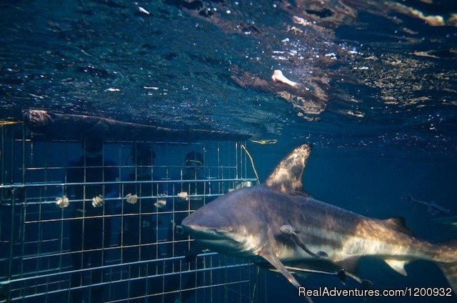 Shark Cage Diving KZN | Durban, South Africa | Scuba Diving & Snorkeling | Image #1/4 | 