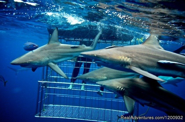 Shark Cage Diving KZN | Image #3/4 | 