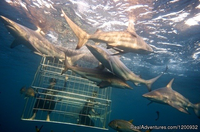 Shark Cage Diving KZN | Image #4/4 | 