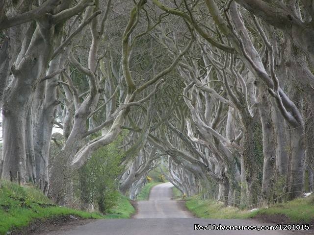 The dark hedges | Cullentra House | Image #11/12 | 
