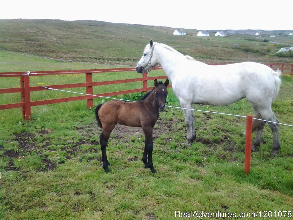 New Born foal | Emohruo Bed and Breakfast--Home from Home | Image #9/9 | 