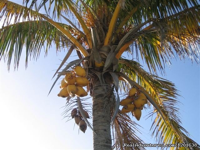 Coconut Tree | Greenbank & Cottages | Image #5/10 | 
