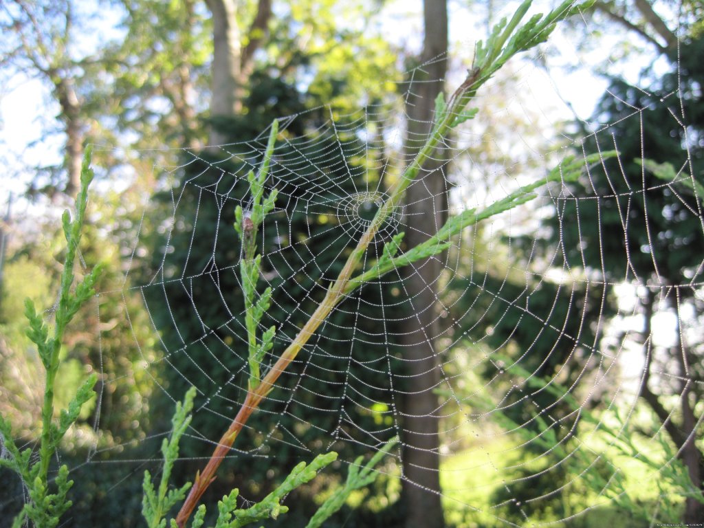 Autumnal Spider's Web at Salmon Leap Farm | Salmon Leap Farm | Image #9/10 | 