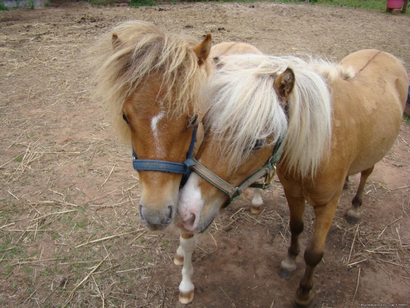 Echo & Dakota Mininture Horses | Blueberry Cove Bed & Breakfast | Image #10/20 | 
