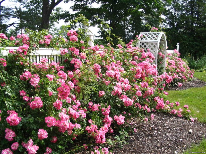 Rose garden | Harrington House Bed & Breakfast | Image #2/5 | 