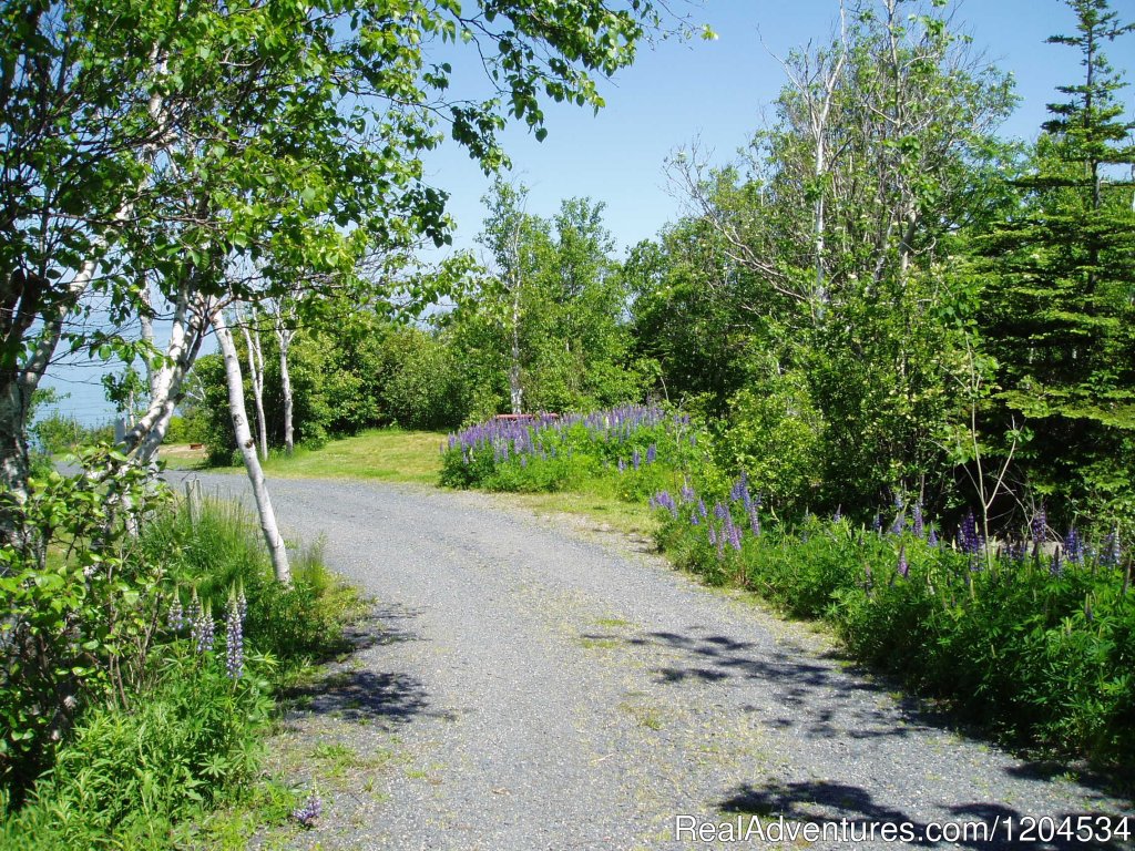 Secluded Tent Sites On The Bay Of Fundy | Camp On The Beautiful Bay Of Fundy In Nova Scotia | Image #4/6 | 