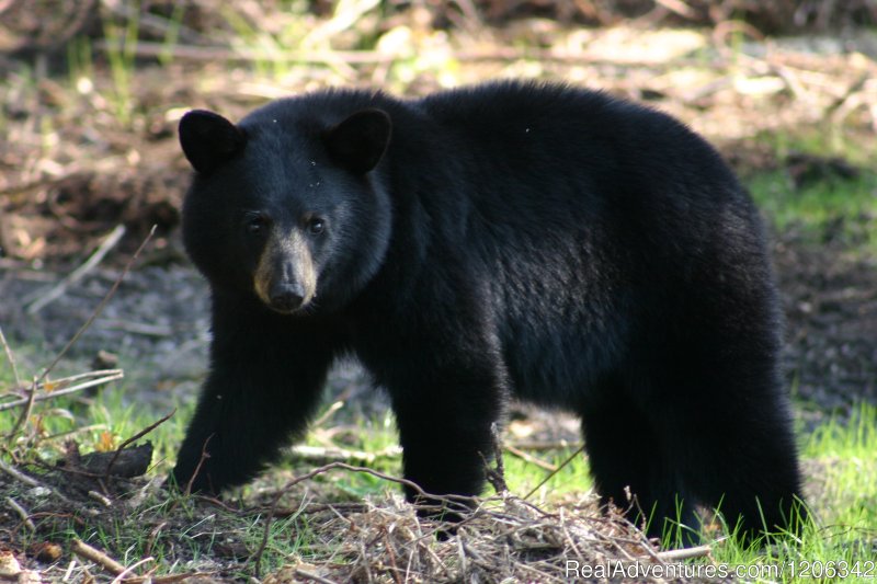 Bear | Presque Isle Chamber of Commerce | Image #3/5 | 
