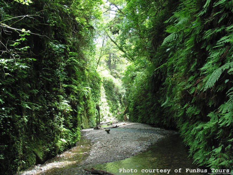 Fern Canyon | Redwoods at Kamp Klamath RV Park and Campground | Image #15/16 | 