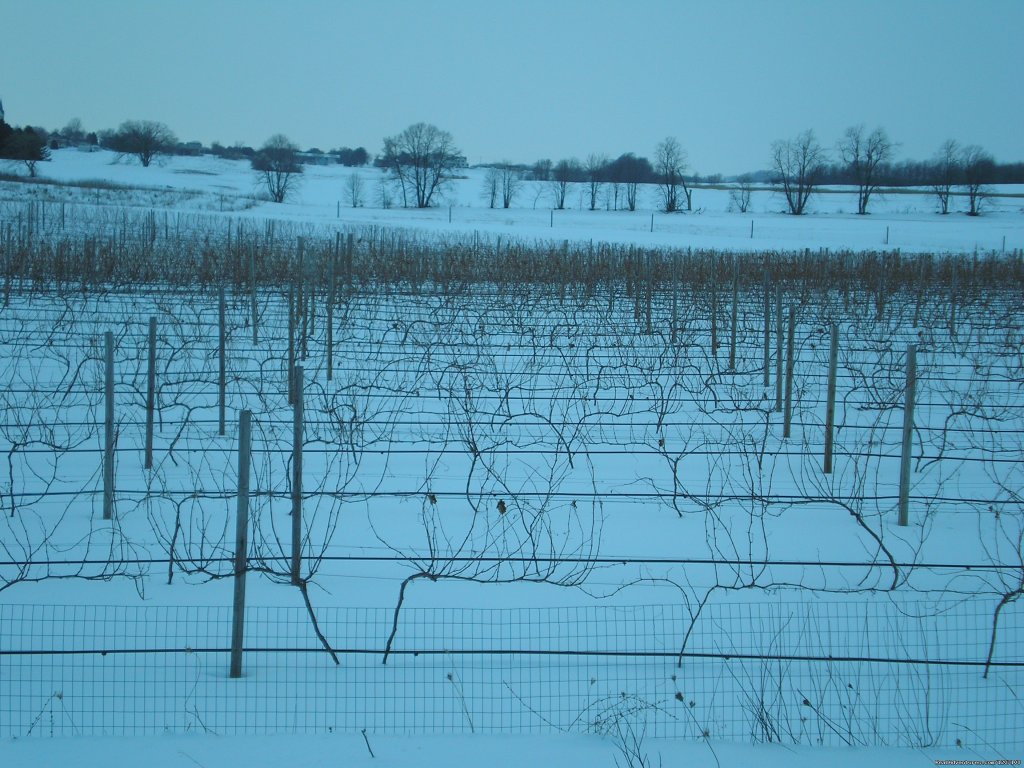 Our Frozen Tundra | Parallel 44 Vineyard & Winery | Image #2/14 | 