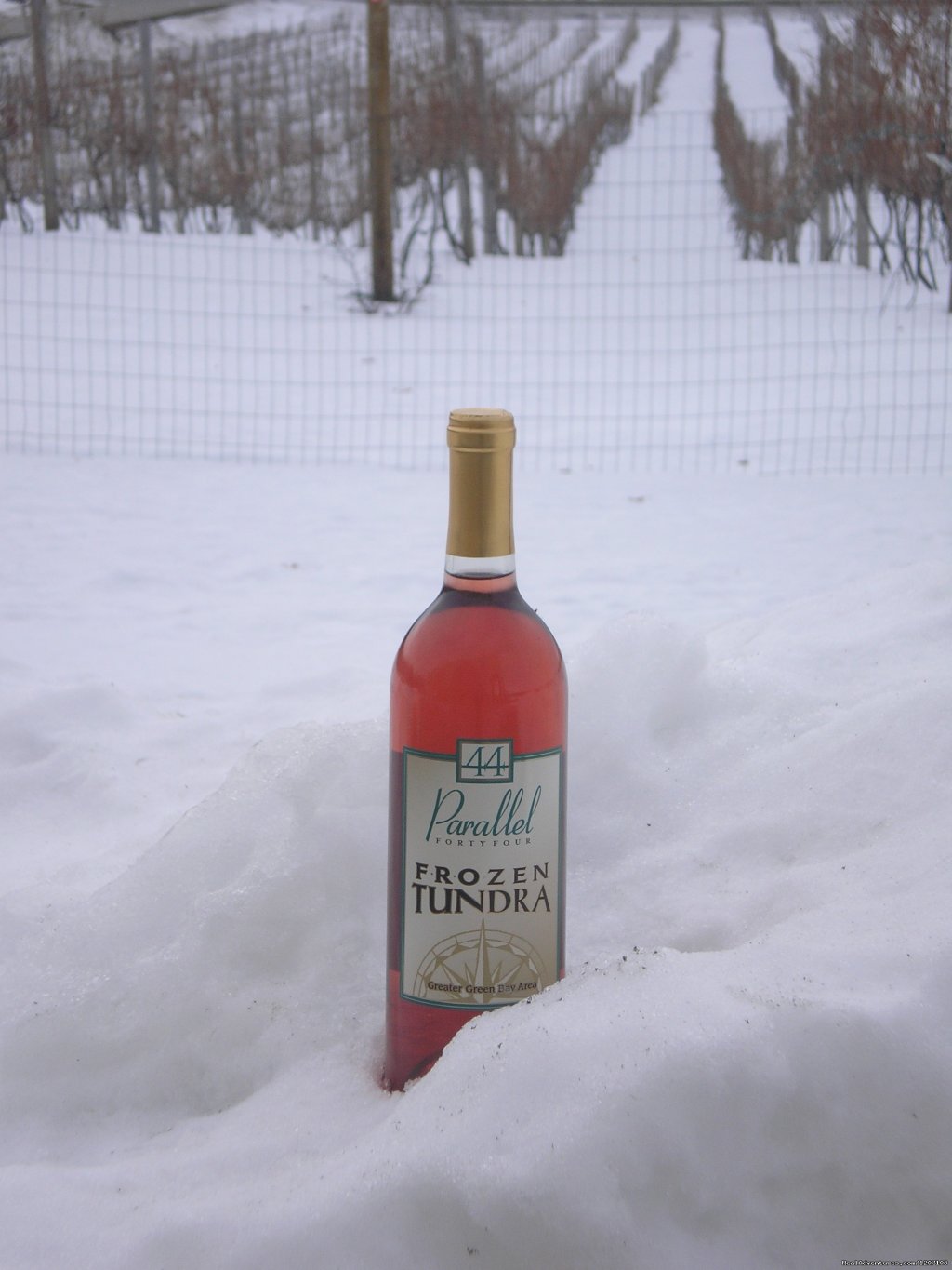 Our Frozen Tundra on the Frozen Tundra | Parallel 44 Vineyard & Winery | Image #7/14 | 