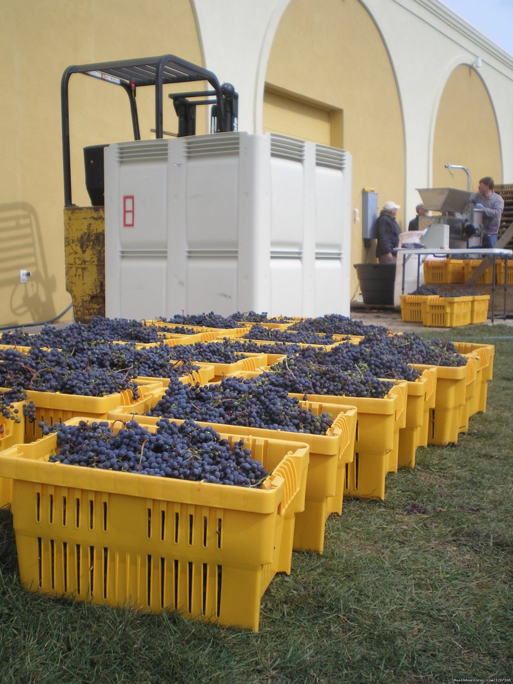 Grapes all Harvested | Parallel 44 Vineyard & Winery | Image #8/14 | 