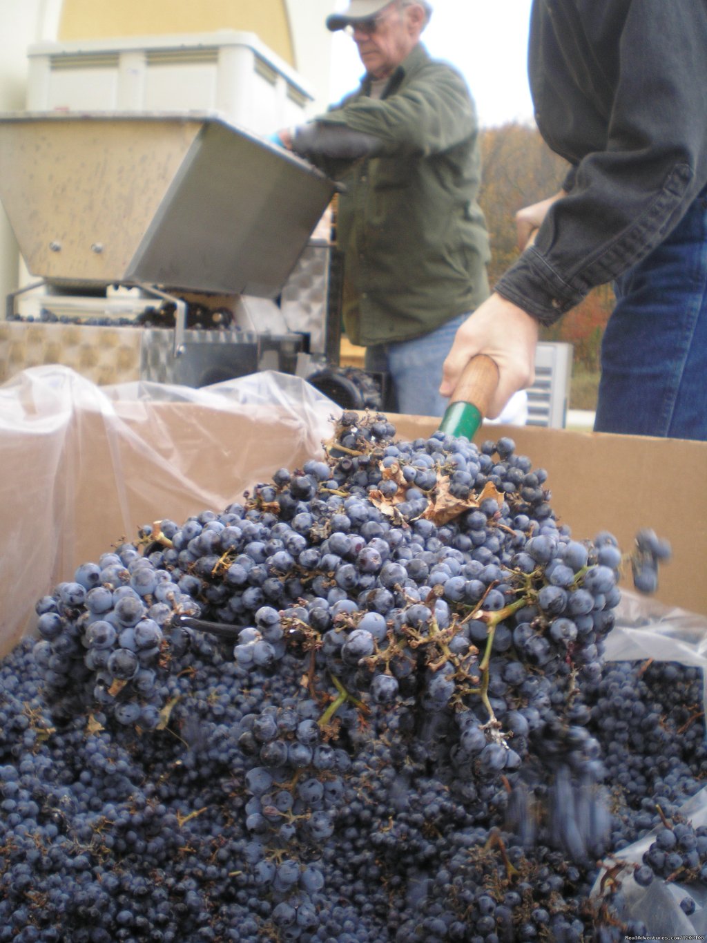 Getting the grapes ready for production | Parallel 44 Vineyard & Winery | Image #10/14 | 