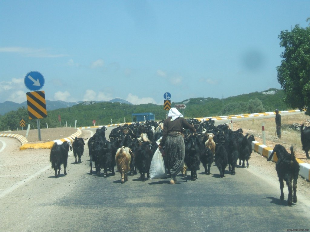 Goats on the road | Hiking in Kayakoy, Turkey: the Spirit of Lycia | Image #10/24 | 
