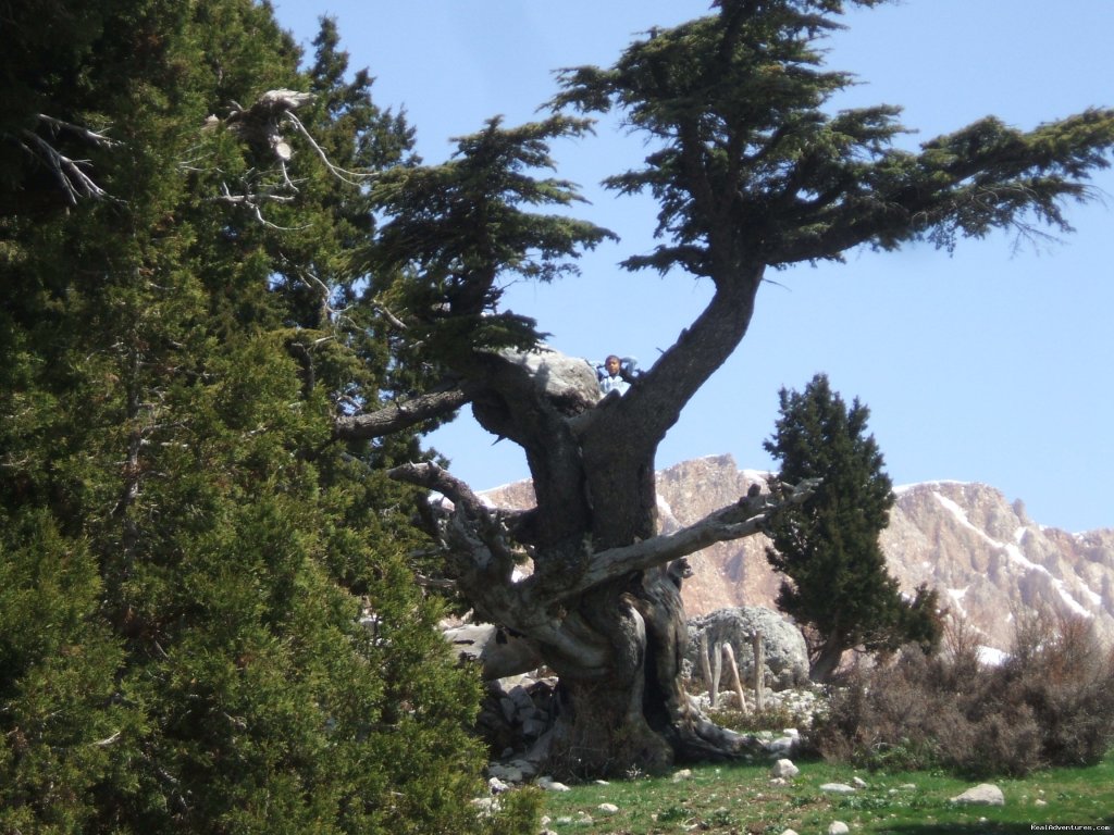 Cedar Tree in Cukurardic yaila (Arsakoy) | Hiking in Kayakoy, Turkey: the Spirit of Lycia | Image #11/24 | 