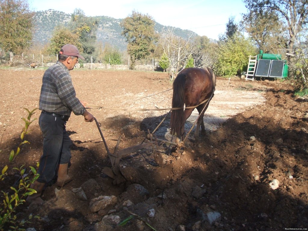 Soil labouring on Villa Eden land | Hiking in Kayakoy, Turkey: the Spirit of Lycia | Image #17/24 | 