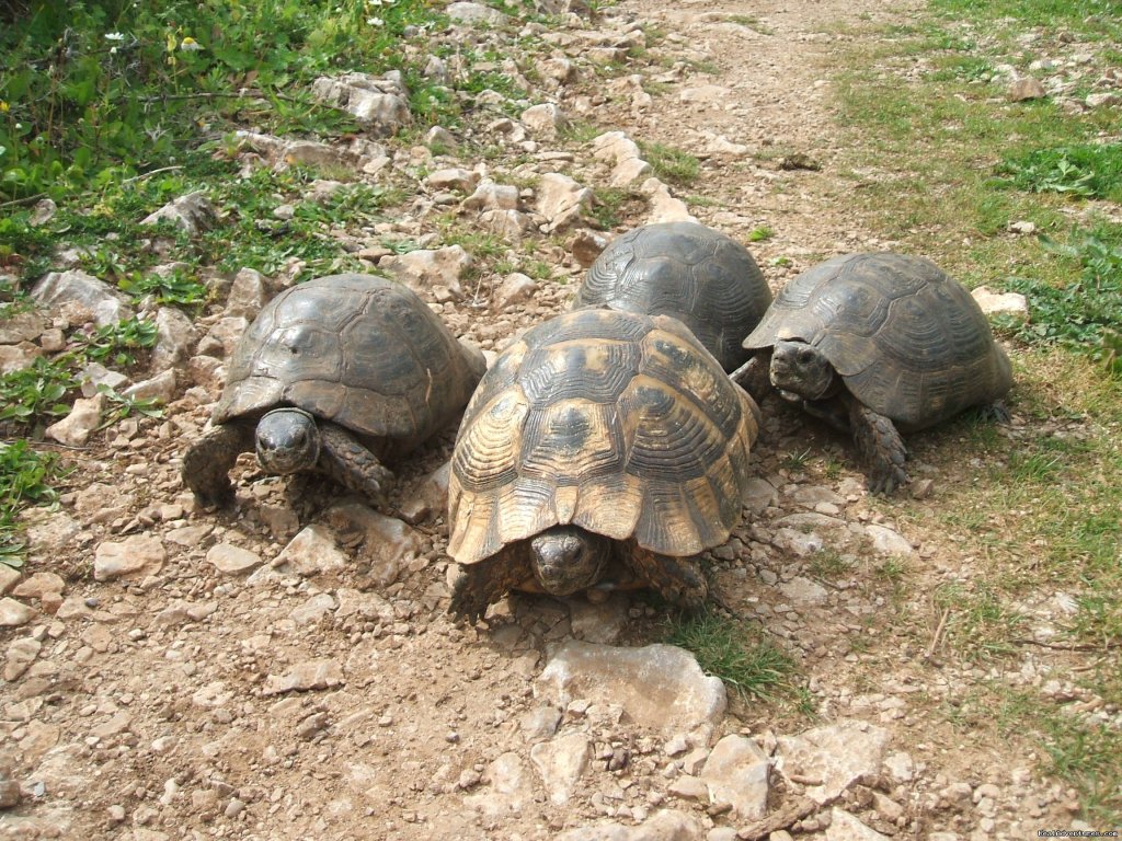 Turtles family on the way | Hiking in Kayakoy, Turkey: the Spirit of Lycia | Image #19/24 | 