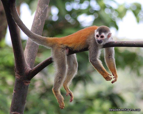 Wildlife in Manuel Antonio National Park | Costa Rica Flexi Vacations | Image #2/4 | 