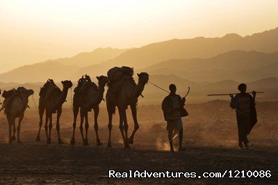 The camel Caravans with sunset | Ethiopia Adventures tour to Dallol and Ert-Ale | Image #3/26 | 