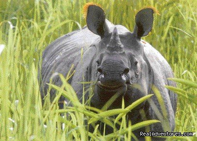 One Horned Rhino at Kaziranga National Park | 14 Nights Wildlife Tour to North East India | Guwahati, Kaziranga, Nameri, Manas, Orang etc.., India | Wildlife & Safari Tours | Image #1/4 | 