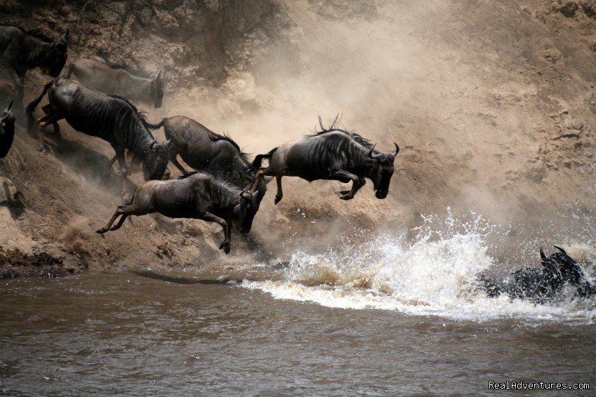 African safaris, Serengeti | Africa travel destinations, Tanzania unique safari | Arusha, Tanzania | Wildlife & Safari Tours | Image #1/5 | 
