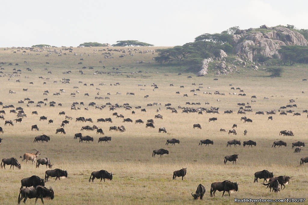 Tour serengeti wildebeest migration | Africa travel destinations, Tanzania unique safari | Image #4/5 | 